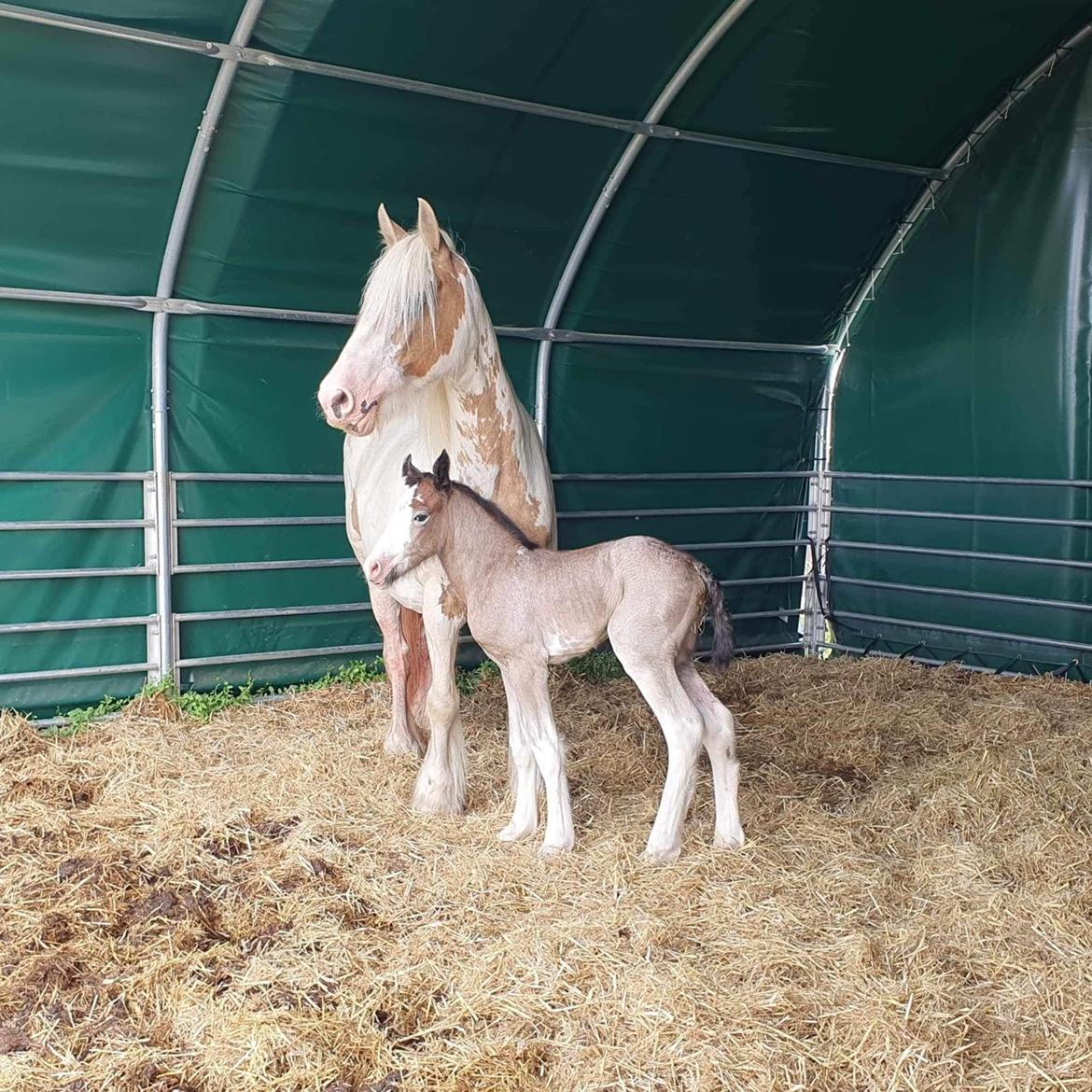 Irish Cob Crossbreed Phantom's feline billede 9