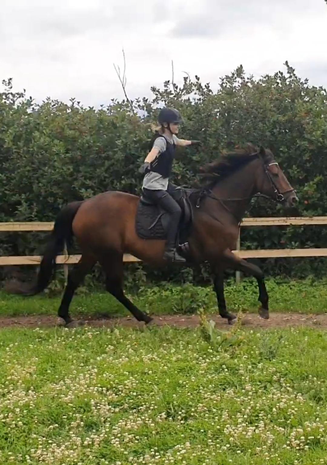 Fuldblod (XX) Ametyst (Tysse) billede 8