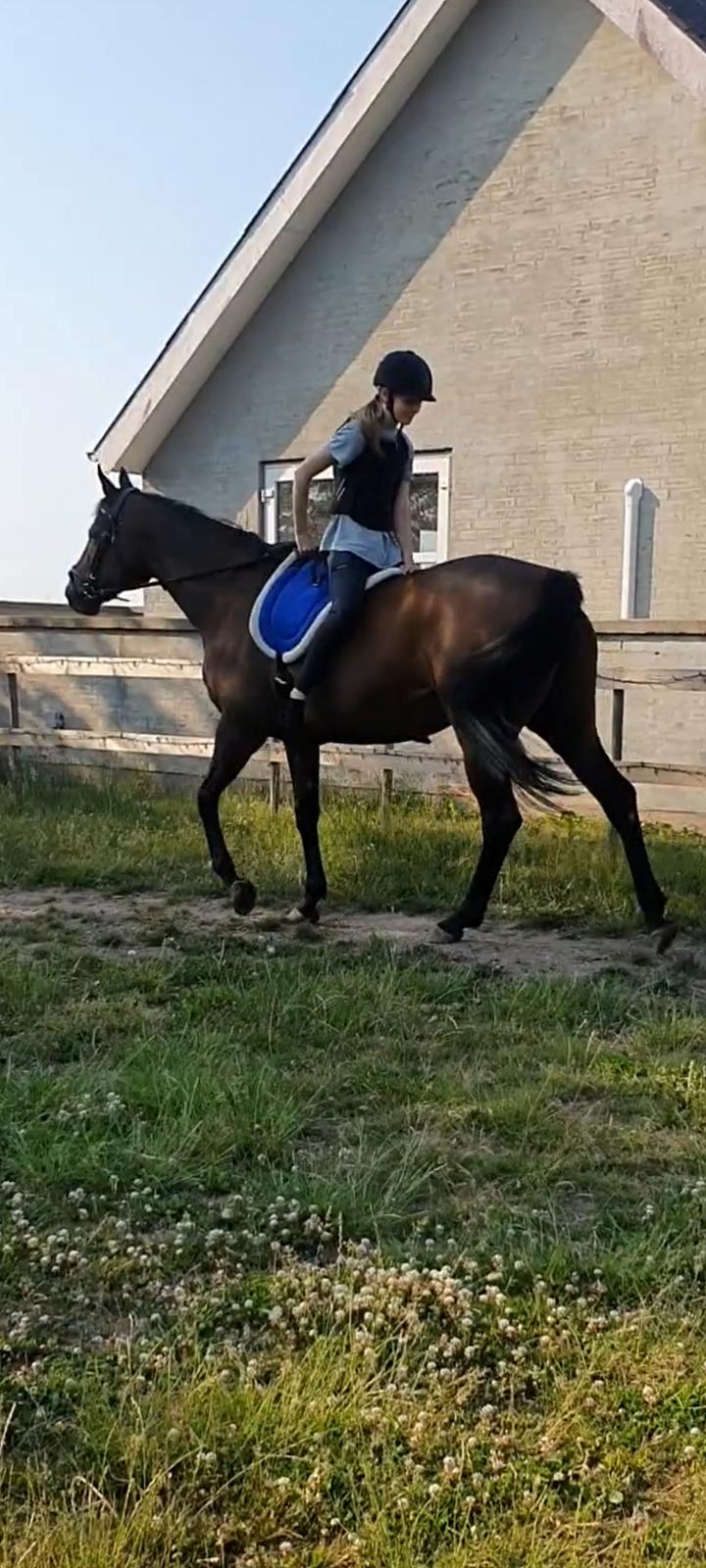 Fuldblod (XX) Ametyst (Tysse) billede 9