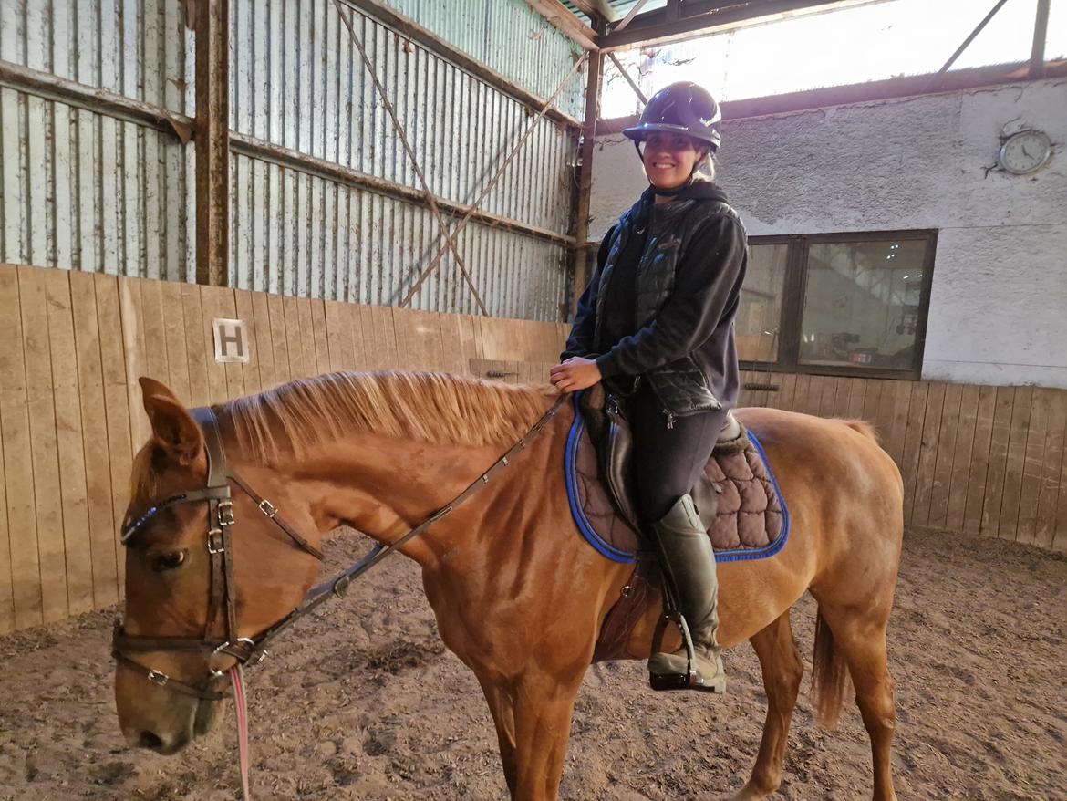 Zangersheide Loup Garou LMN Z *Solgt* billede 14