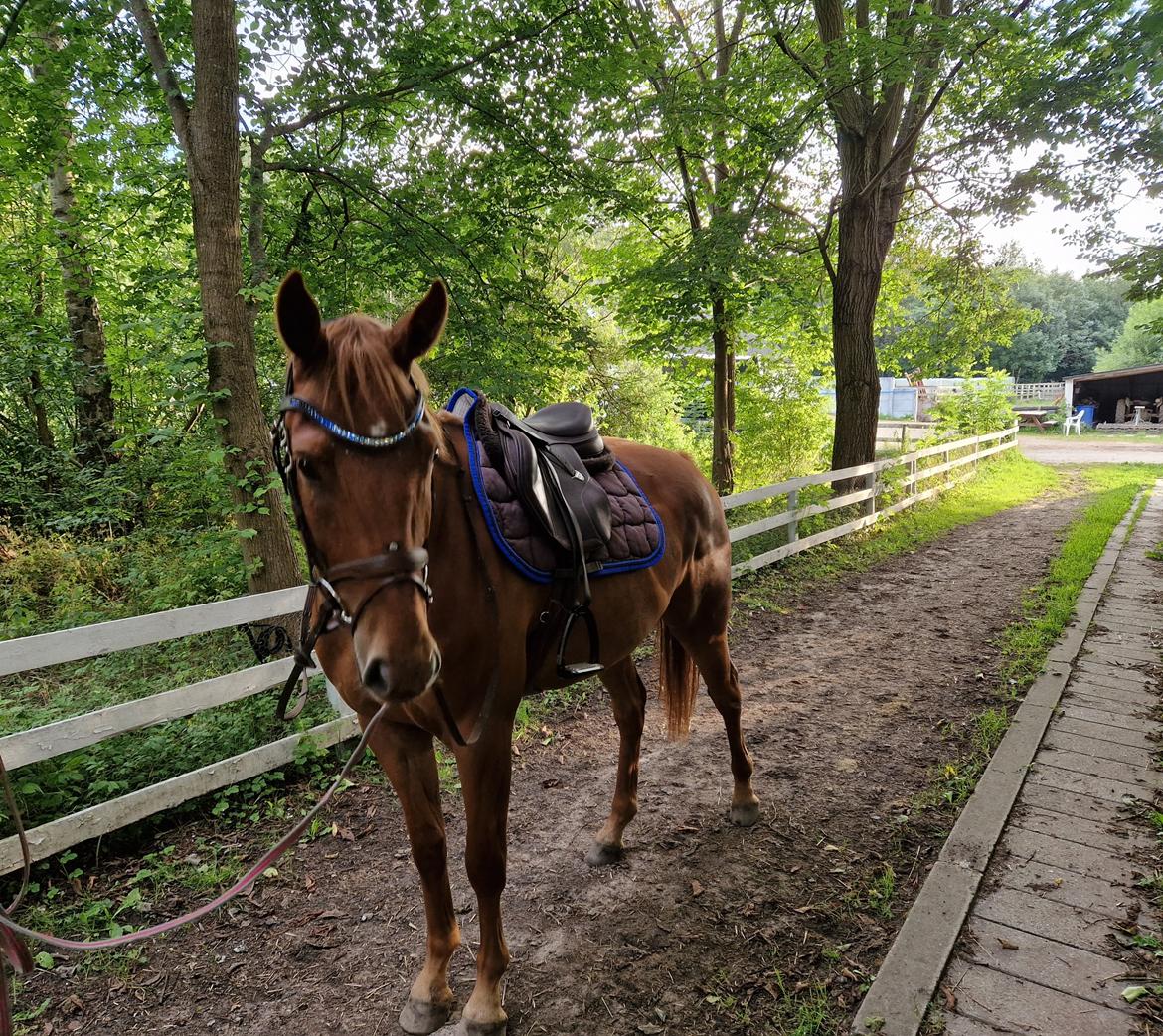 Zangersheide Loup Garou LMN Z *Solgt* billede 16