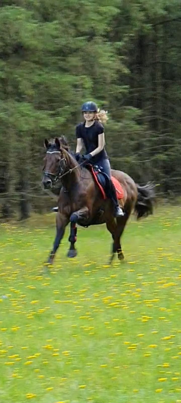 Fuldblod (XX) Ametyst (Tysse) billede 10