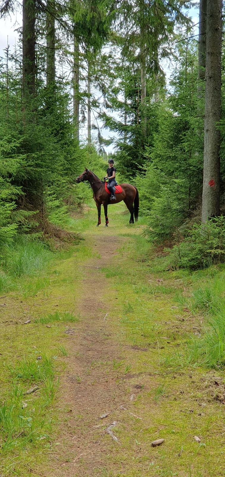 Fuldblod (XX) Ametyst (Tysse) billede 11