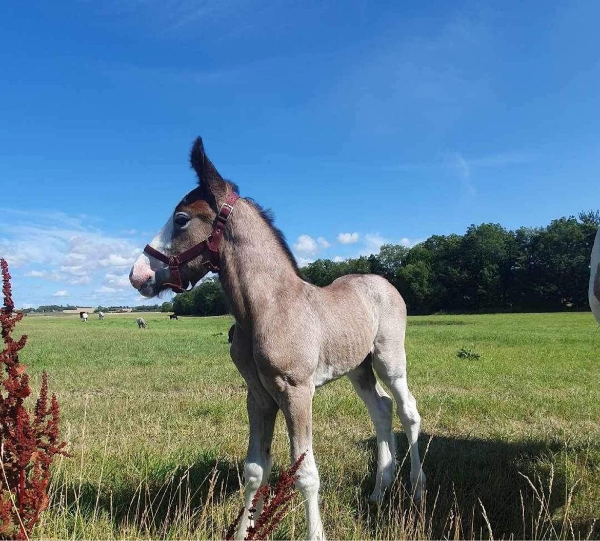 Irish Cob Crossbreed Phantom's feline billede 13