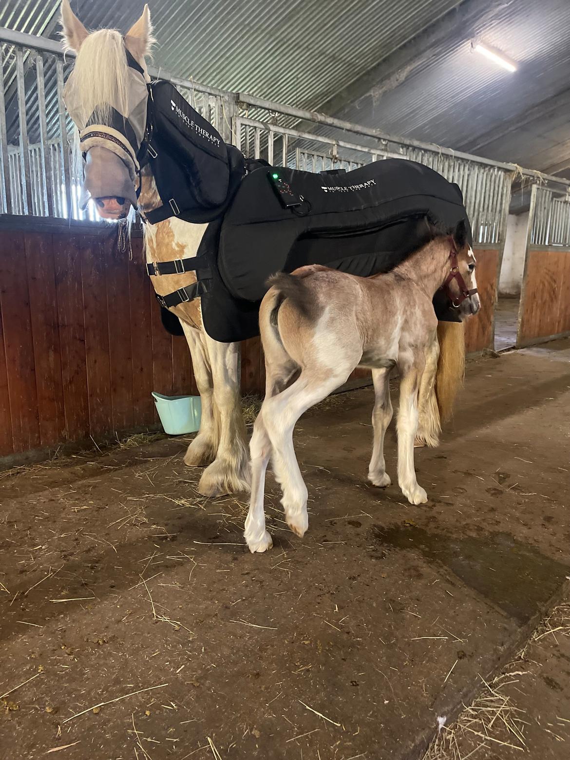 Irish Cob Crossbreed Phantom's feline billede 16