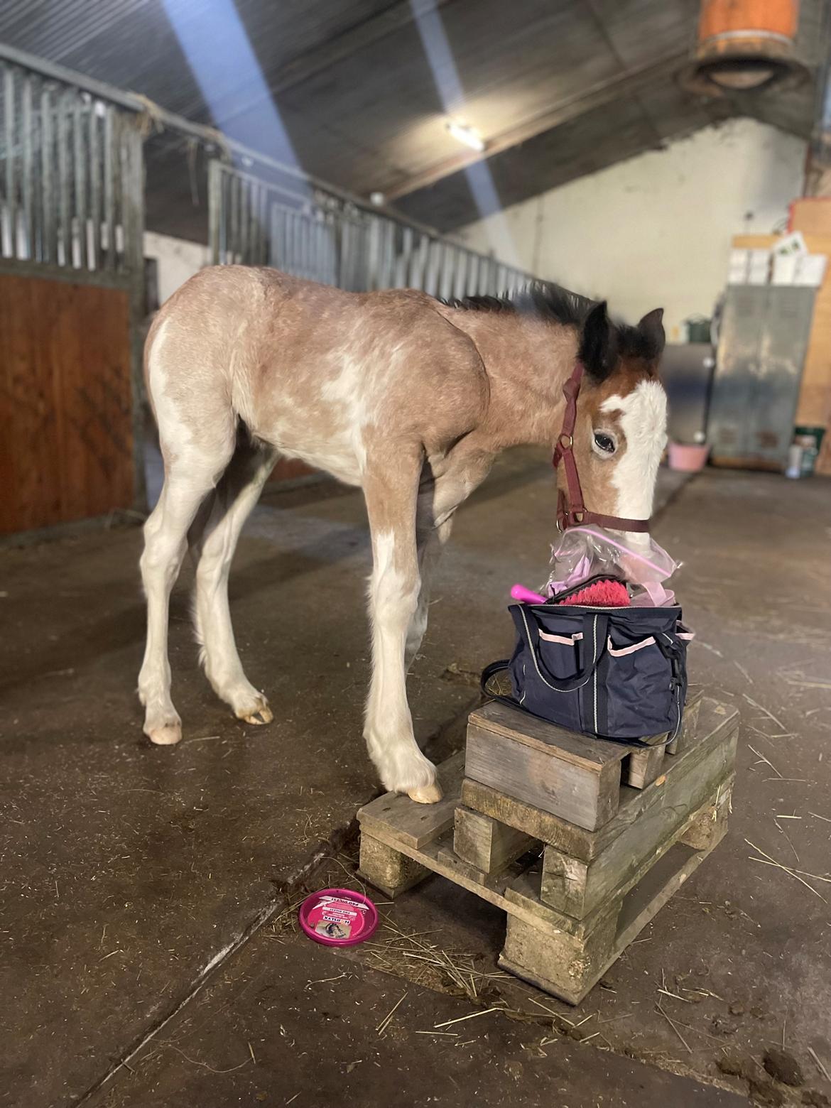 Irish Cob Crossbreed Phantom's feline billede 17