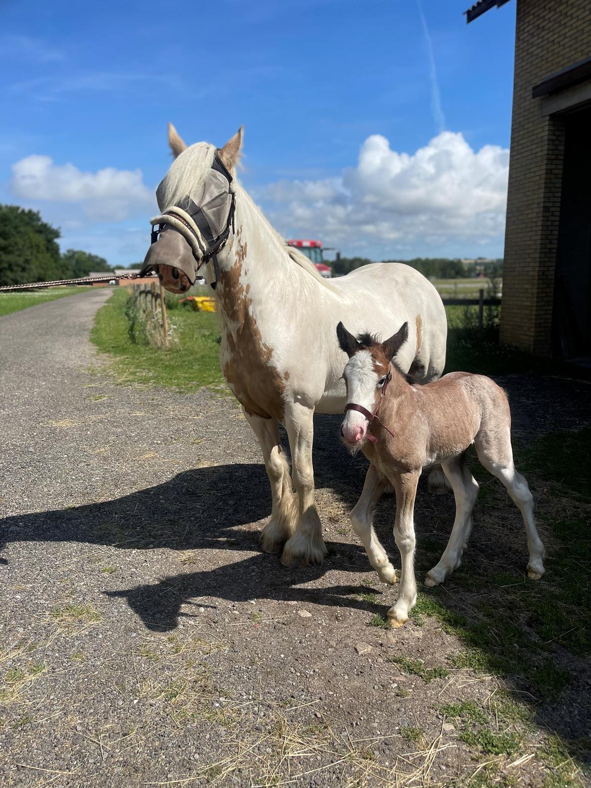 Irish Cob Crossbreed Phantom's feline billede 18