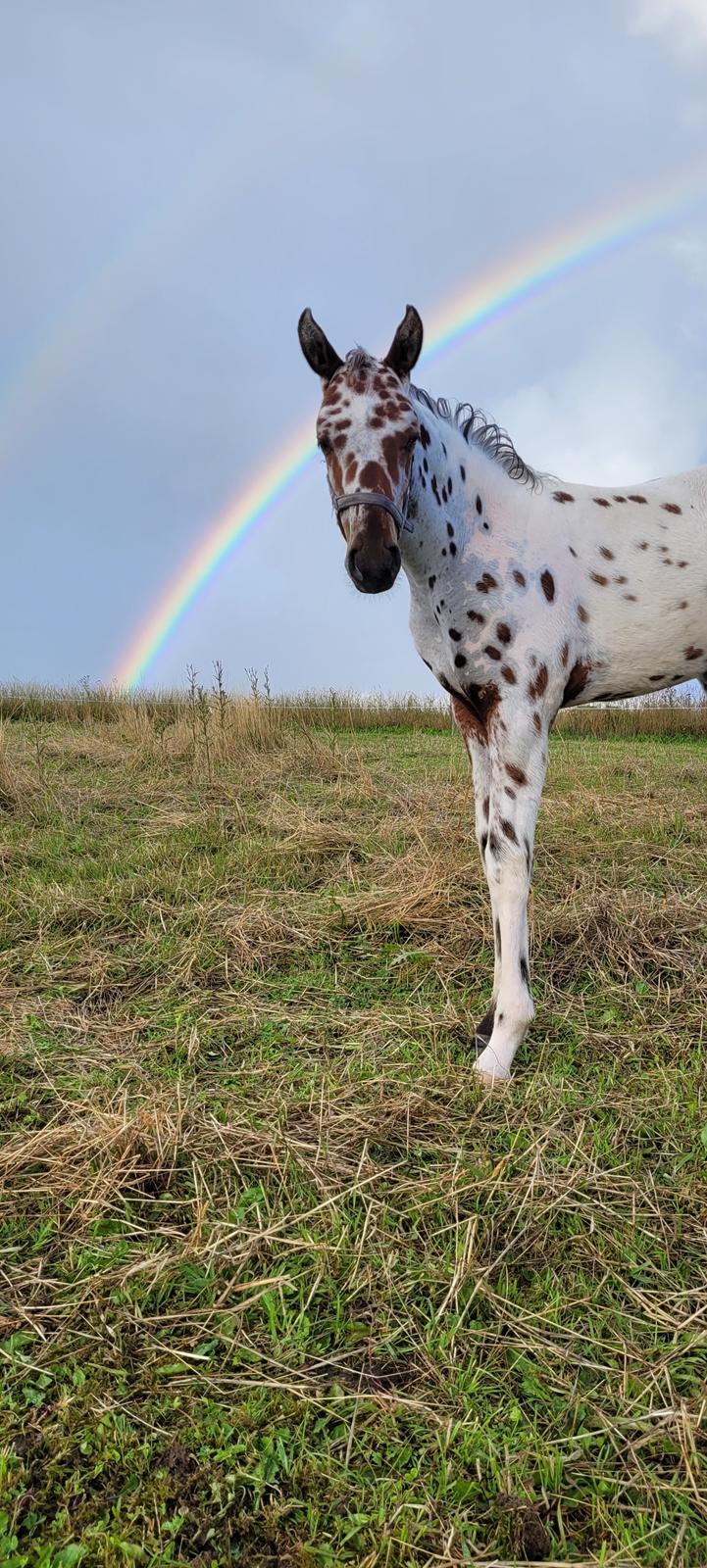 Knabstrupper Casina billede 10