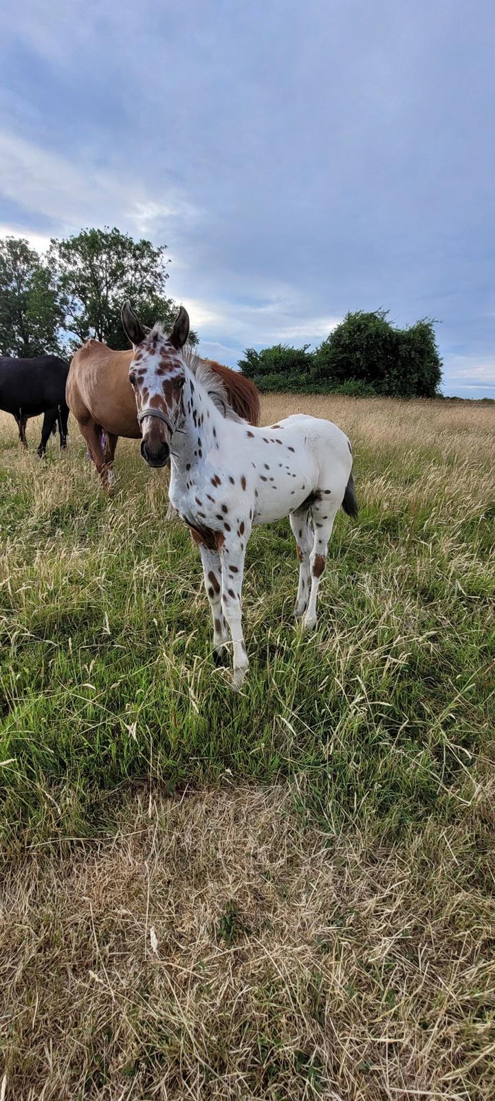 Knabstrupper Casina billede 11