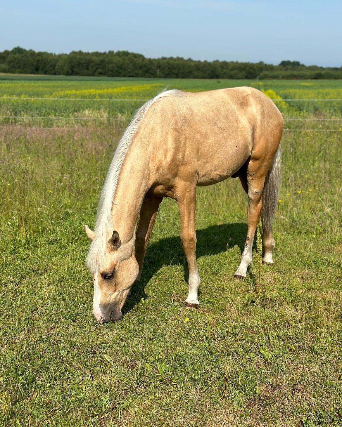 Palomino Sunfyre Roest billede 18