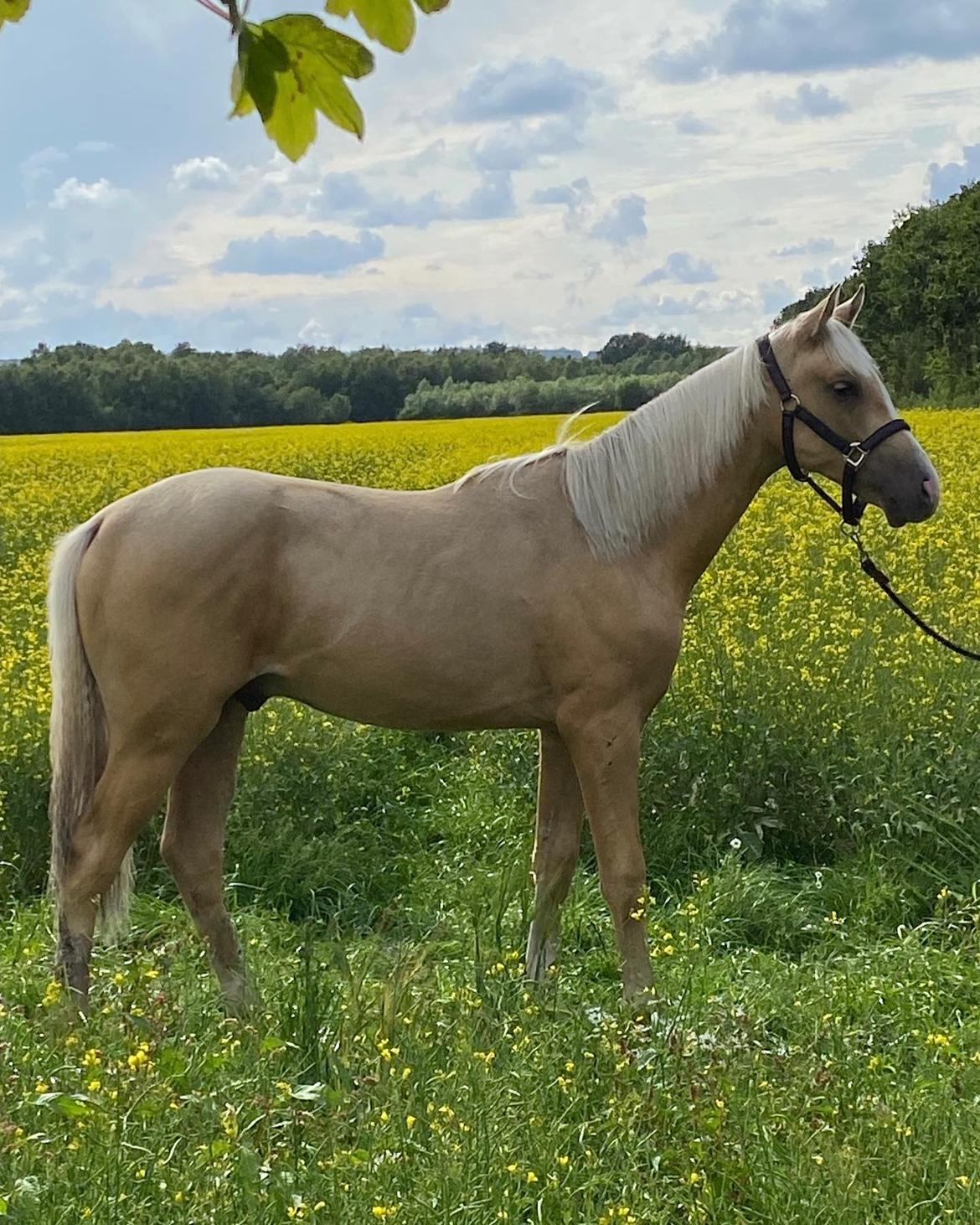 Palomino Sunfyre Roest billede 16