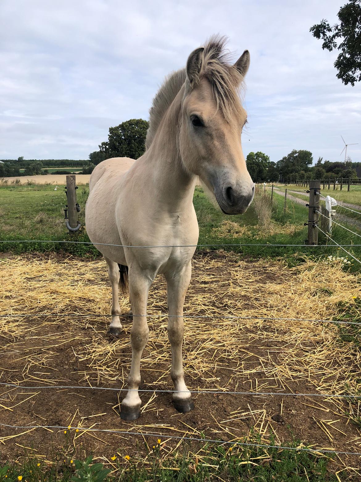 Fjordhest Freyr vangkilde billede 15
