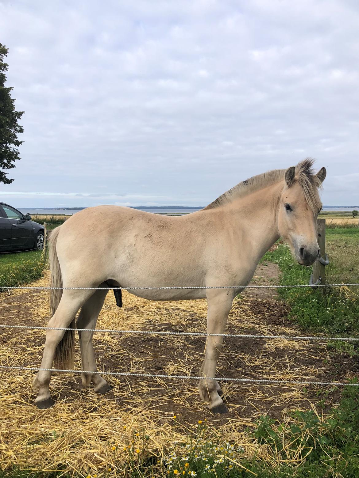 Fjordhest Freyr vangkilde - 14 mdr og 135cm billede 16