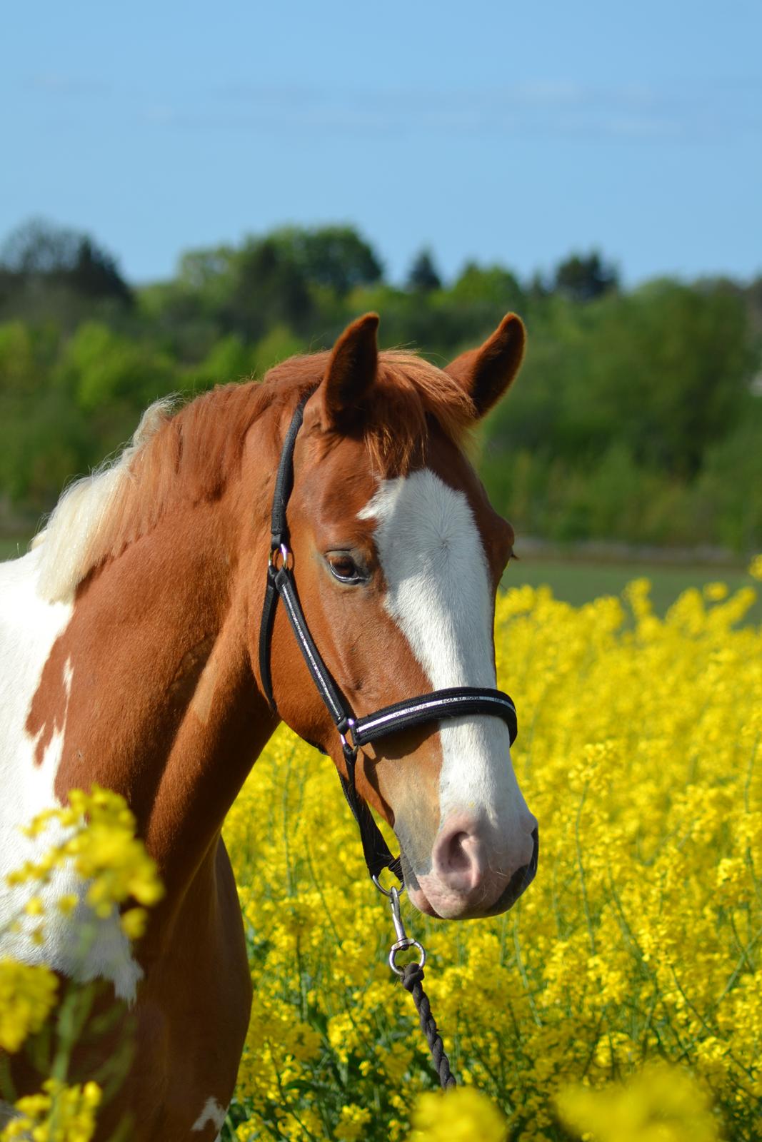 Anden særlig race Thusgaard's Yakari billede 19