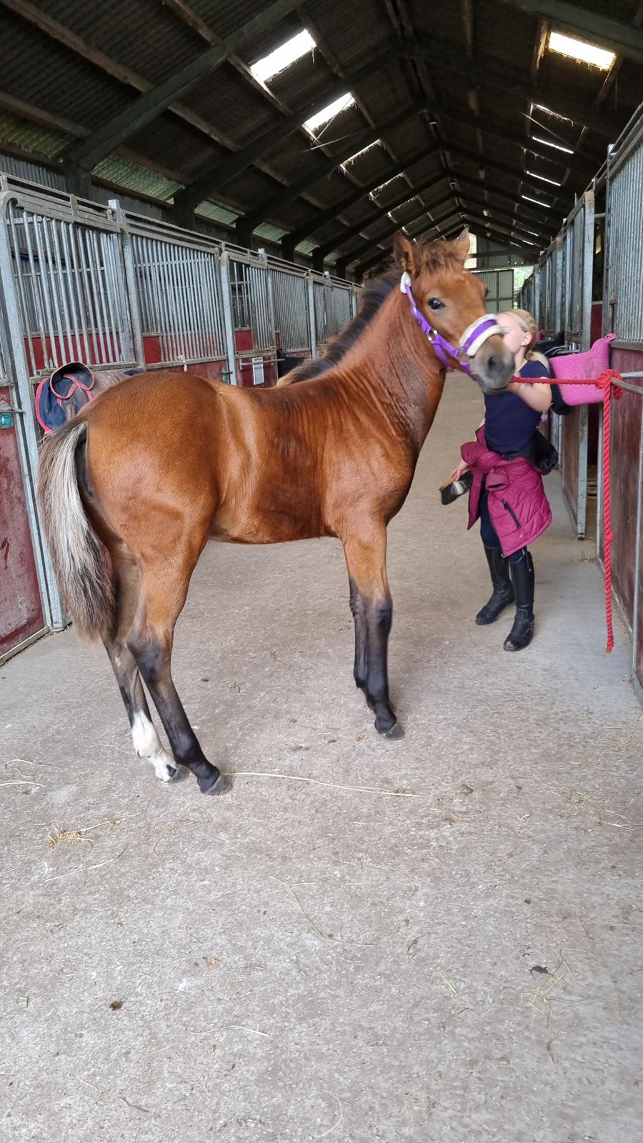 New Forest Jertrums Sweet Cookie Dough billede 4