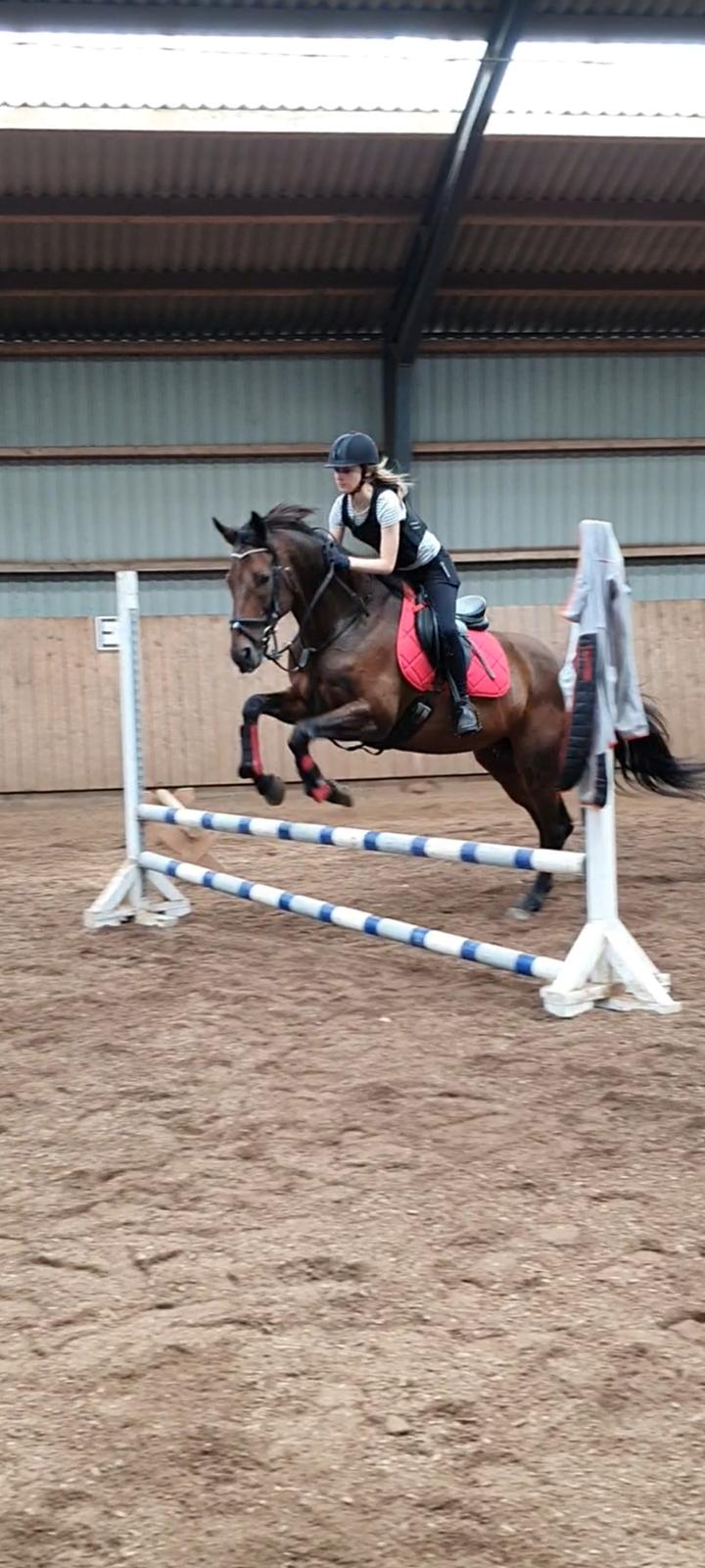 Fuldblod (XX) Ametyst (Tysse) billede 4