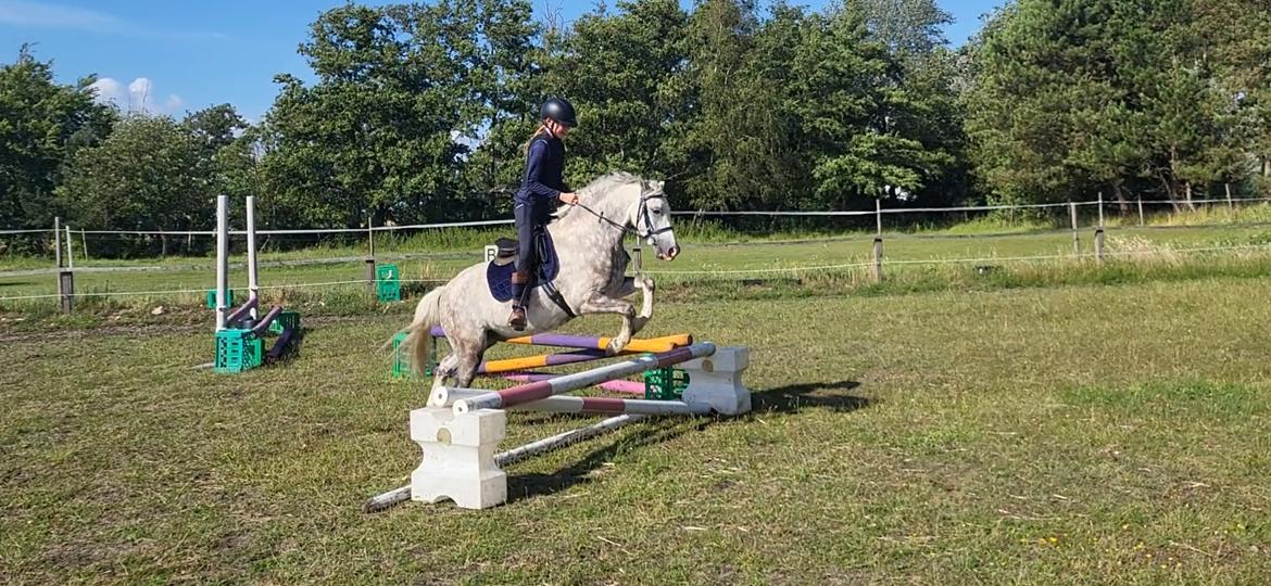 Welsh Pony (sec B) Bjerregaards Discovery *SOLGT* billede 4