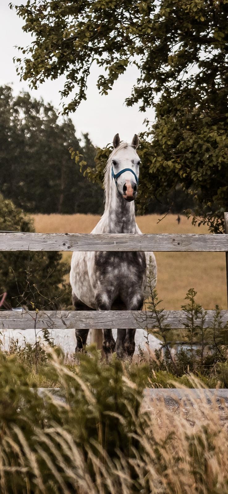 Welsh Pony (sec B) Bjerregaards Discovery *SOLGT* billede 3
