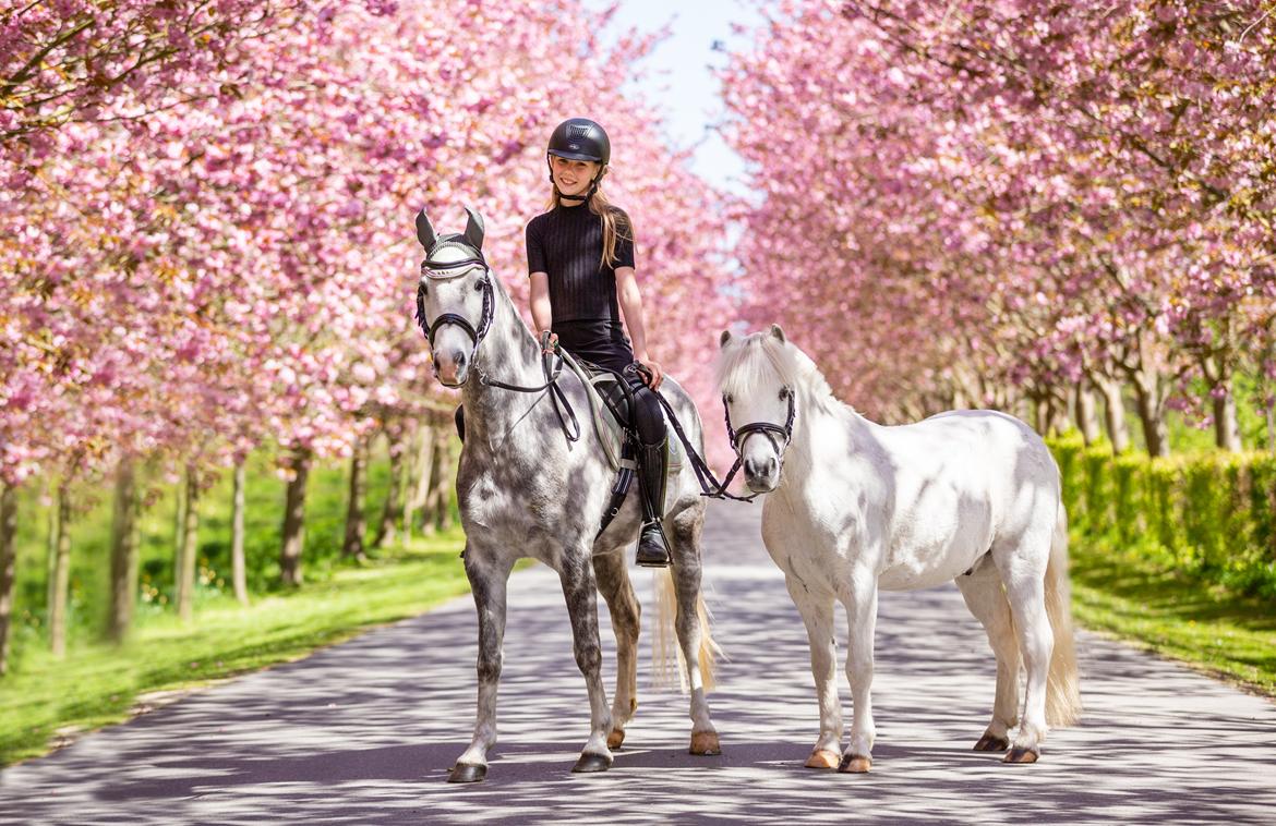 Welsh Pony (sec B) Bjerregaards Discovery *SOLGT* billede 5