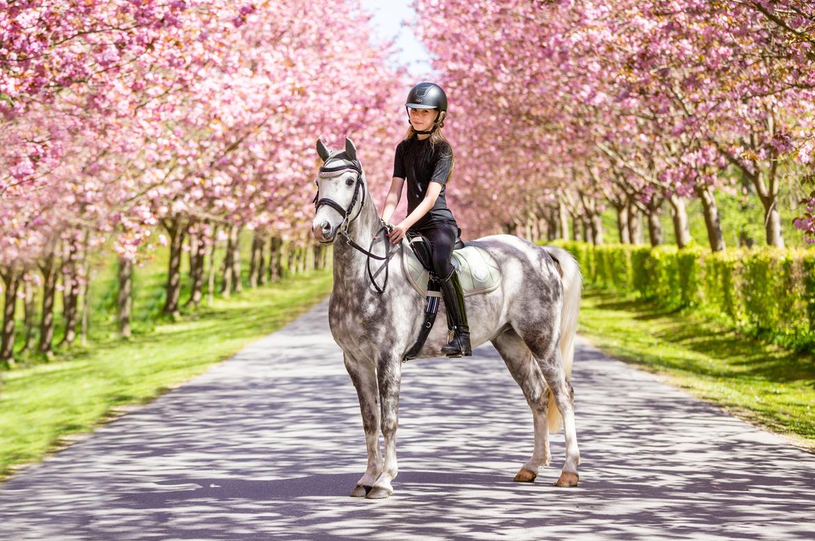 Welsh Pony (sec B) Bjerregaards Discovery *SOLGT* billede 2