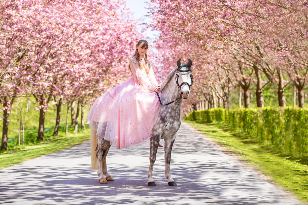 Welsh Pony (sec B) Bjerregaards Discovery *SOLGT* billede 1