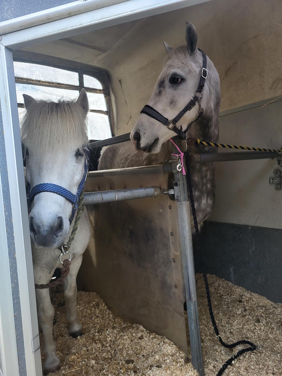 Welsh Pony (sec B) Bjerregaards Discovery *SOLGT* billede 14