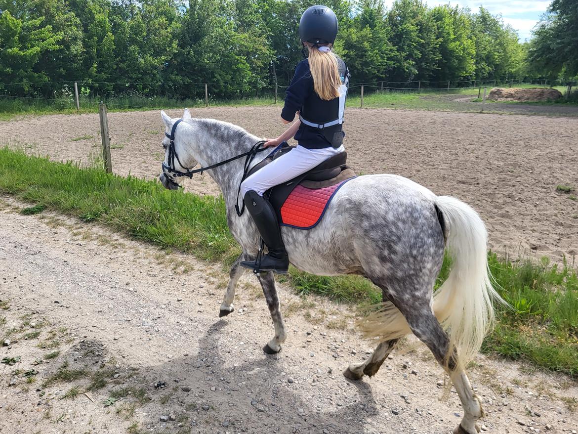 Welsh Pony (sec B) Bjerregaards Discovery *SOLGT* billede 6