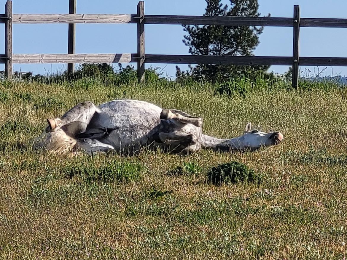 Welsh Pony (sec B) Bjerregaards Discovery *SOLGT* billede 8