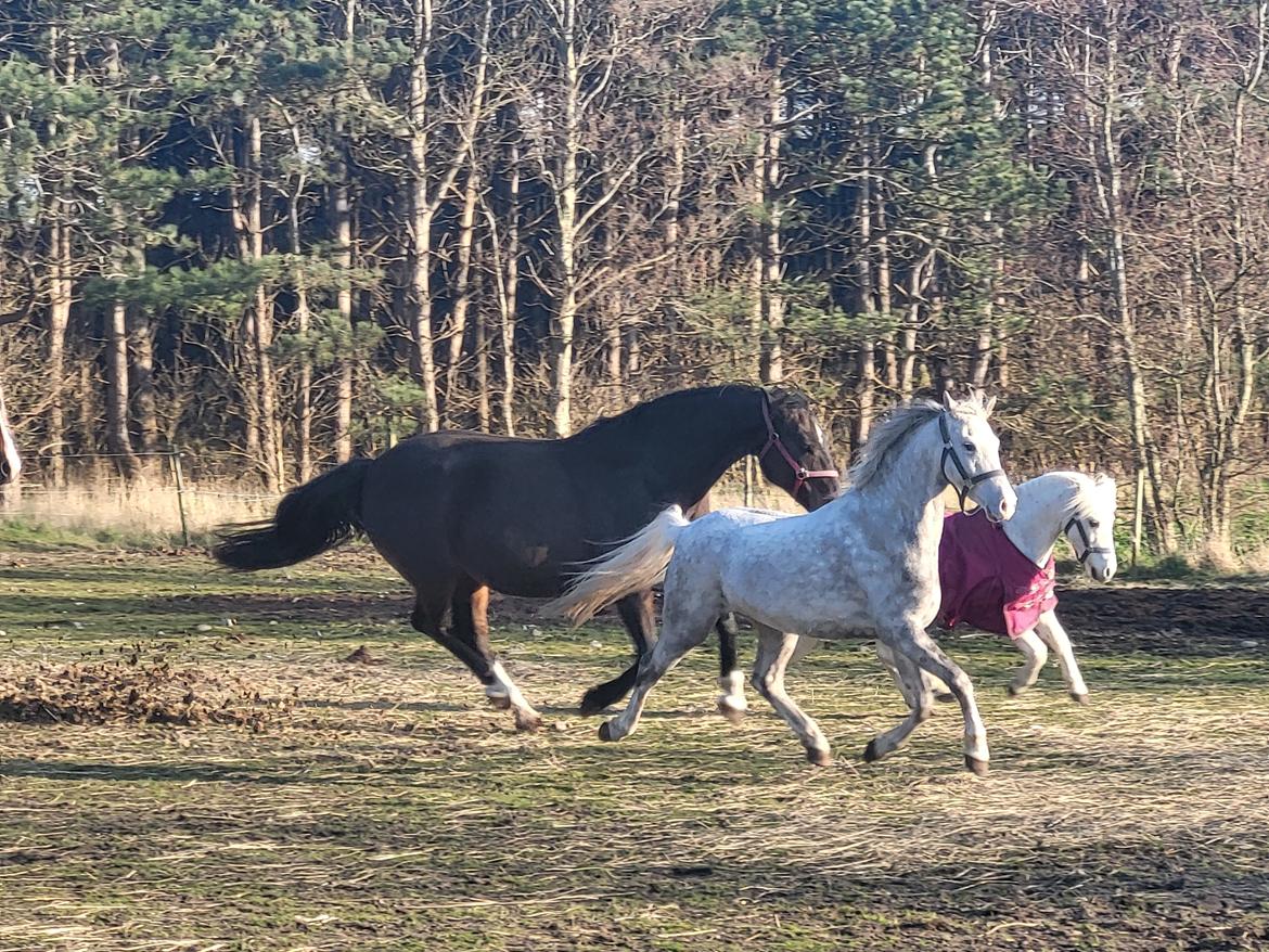 Welsh Pony (sec B) Bjerregaards Discovery *SOLGT* billede 15