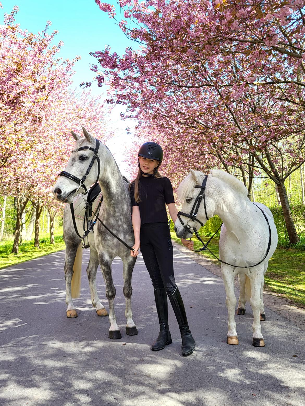 Welsh Pony (sec B) Bjerregaards Discovery *SOLGT* billede 12