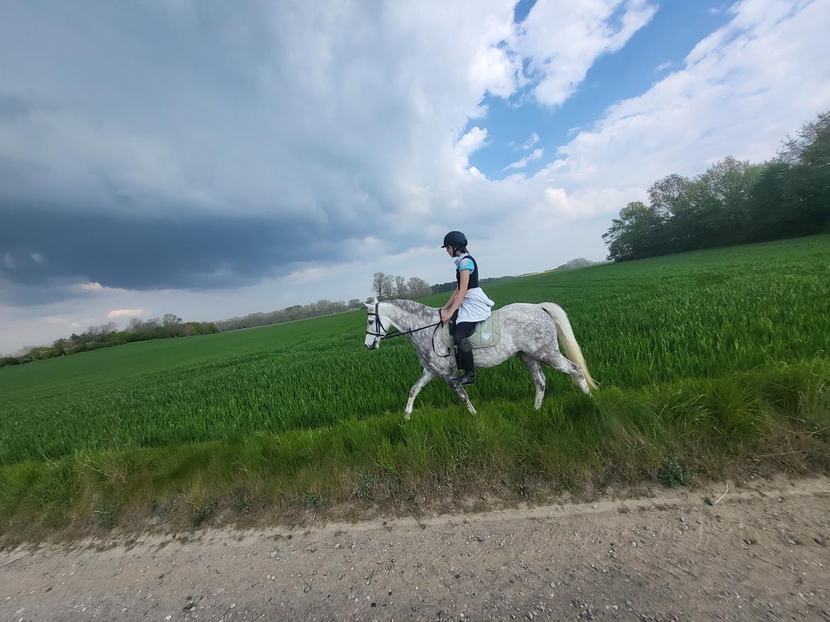 Welsh Pony (sec B) Bjerregaards Discovery *SOLGT* billede 10