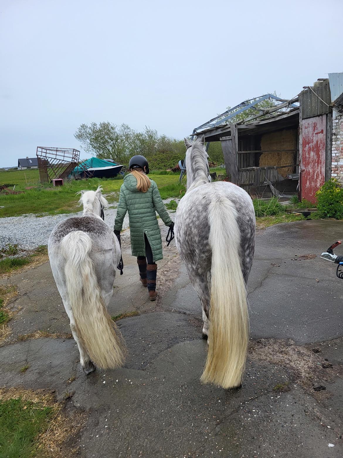 Welsh Pony (sec B) Bjerregaards Discovery *SOLGT* billede 13