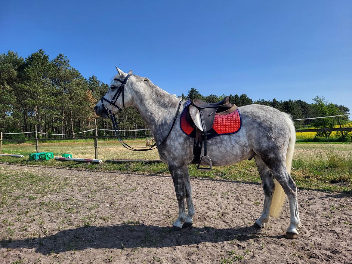 Welsh Pony (sec B) Bjerregaards Discovery *SOLGT* billede 7