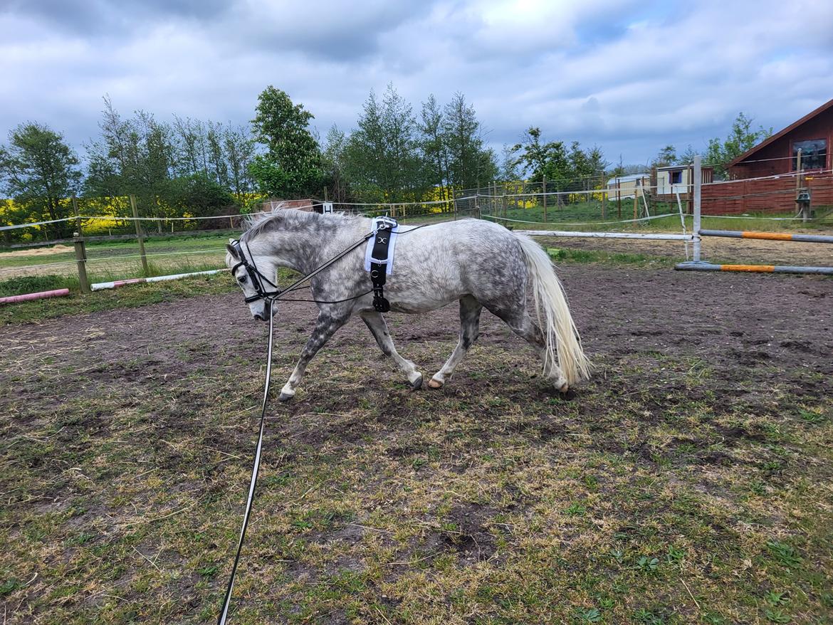 Welsh Pony (sec B) Bjerregaards Discovery *SOLGT* billede 9
