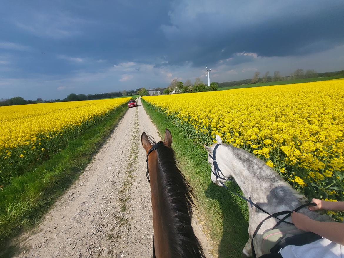 Welsh Pony (sec B) Bjerregaards Discovery *SOLGT* billede 11