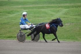 Anden særlig race Sandy - Ponytrav billede 7