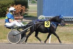 Anden særlig race Sandy - Ponytrav billede 8