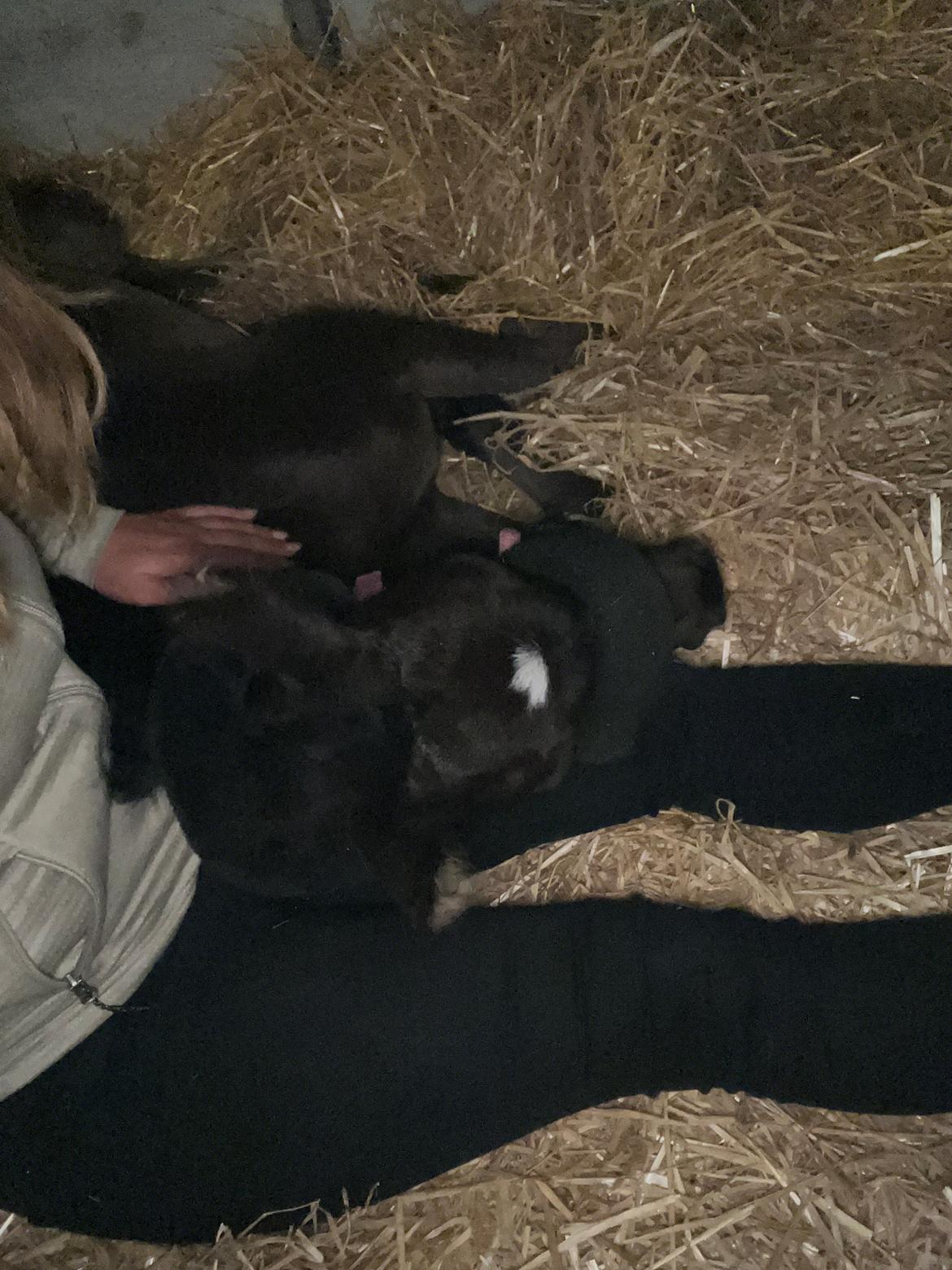 Anden særlig race Cera Rame billede 7