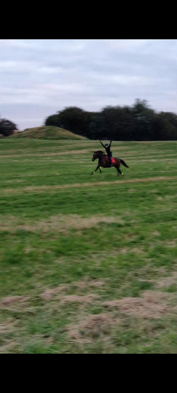 Fuldblod (XX) Ametyst (Tysse) - Vores yndlings ting billede 12