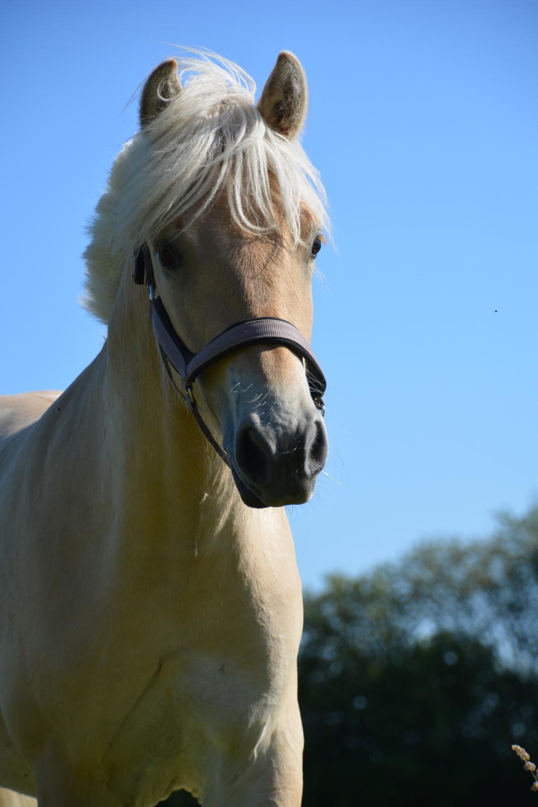 Fjordhest Ellegaards Trofæ billede 1