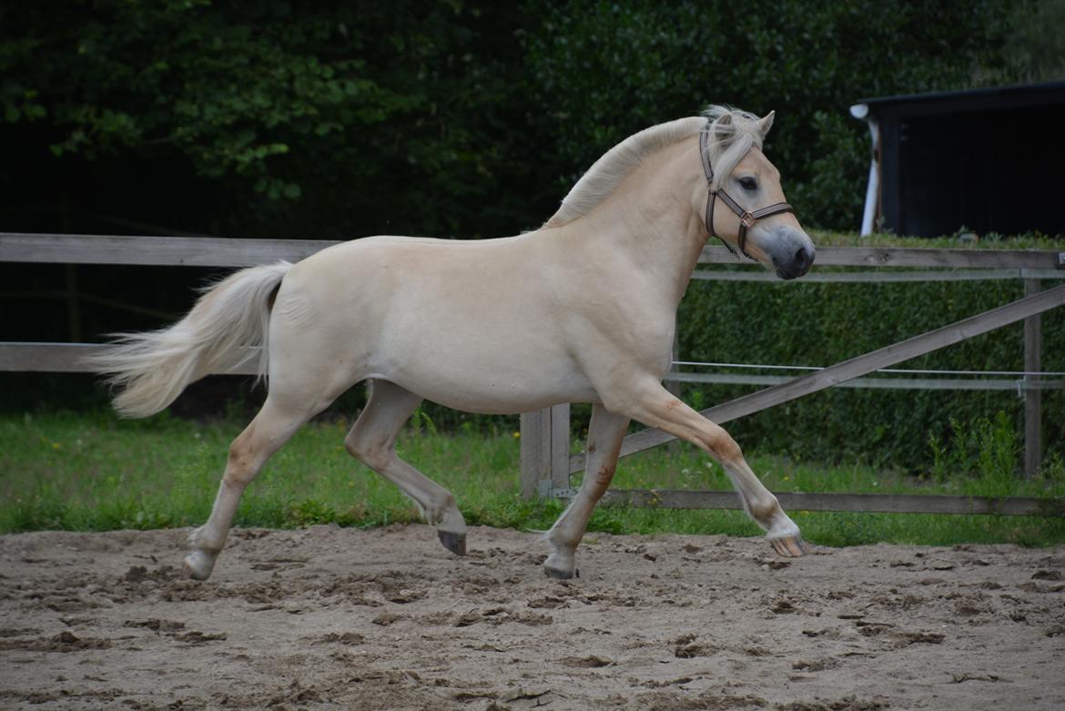 Fjordhest Ellegaards Trofæ billede 2