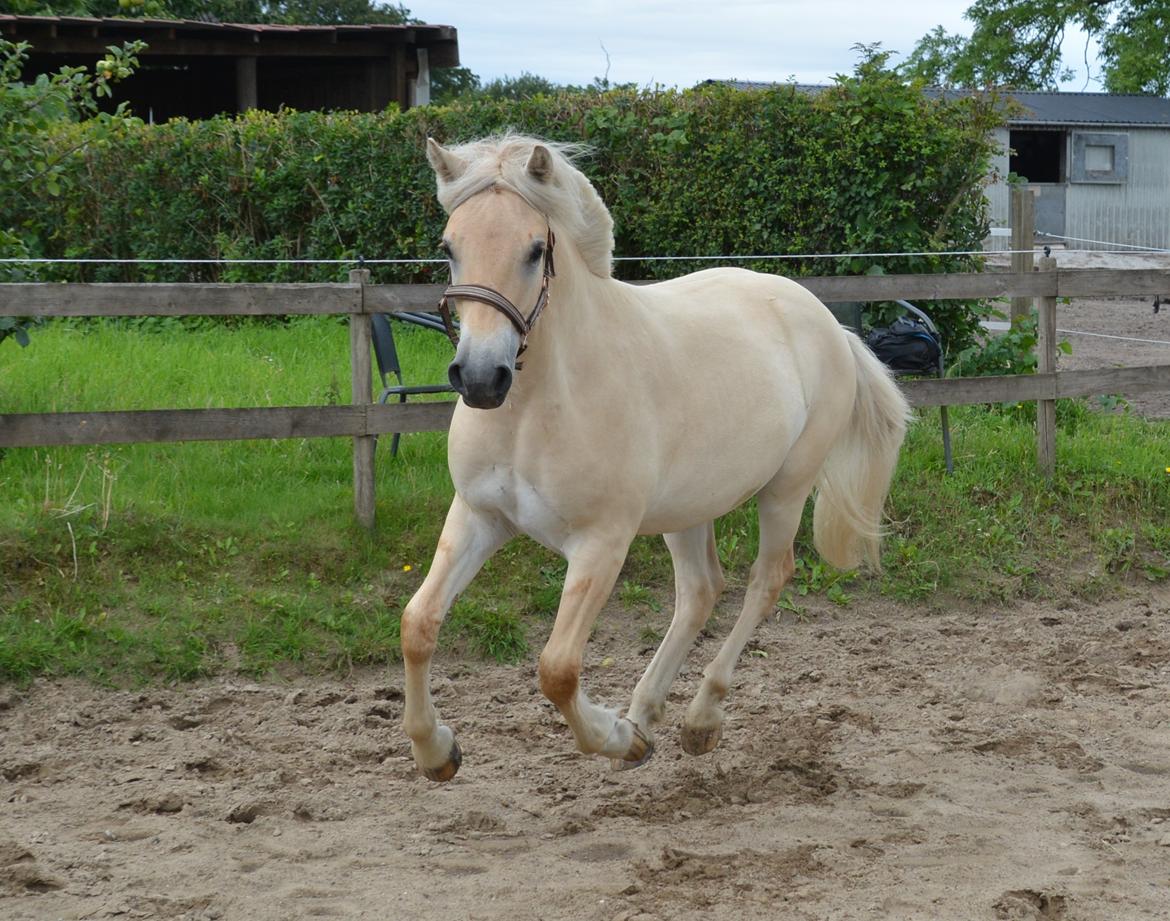 Fjordhest Ellegaards Trofæ billede 5