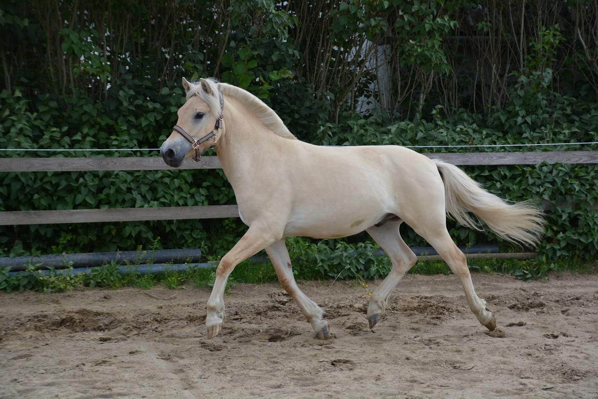 Fjordhest Ellegaards Trofæ billede 3