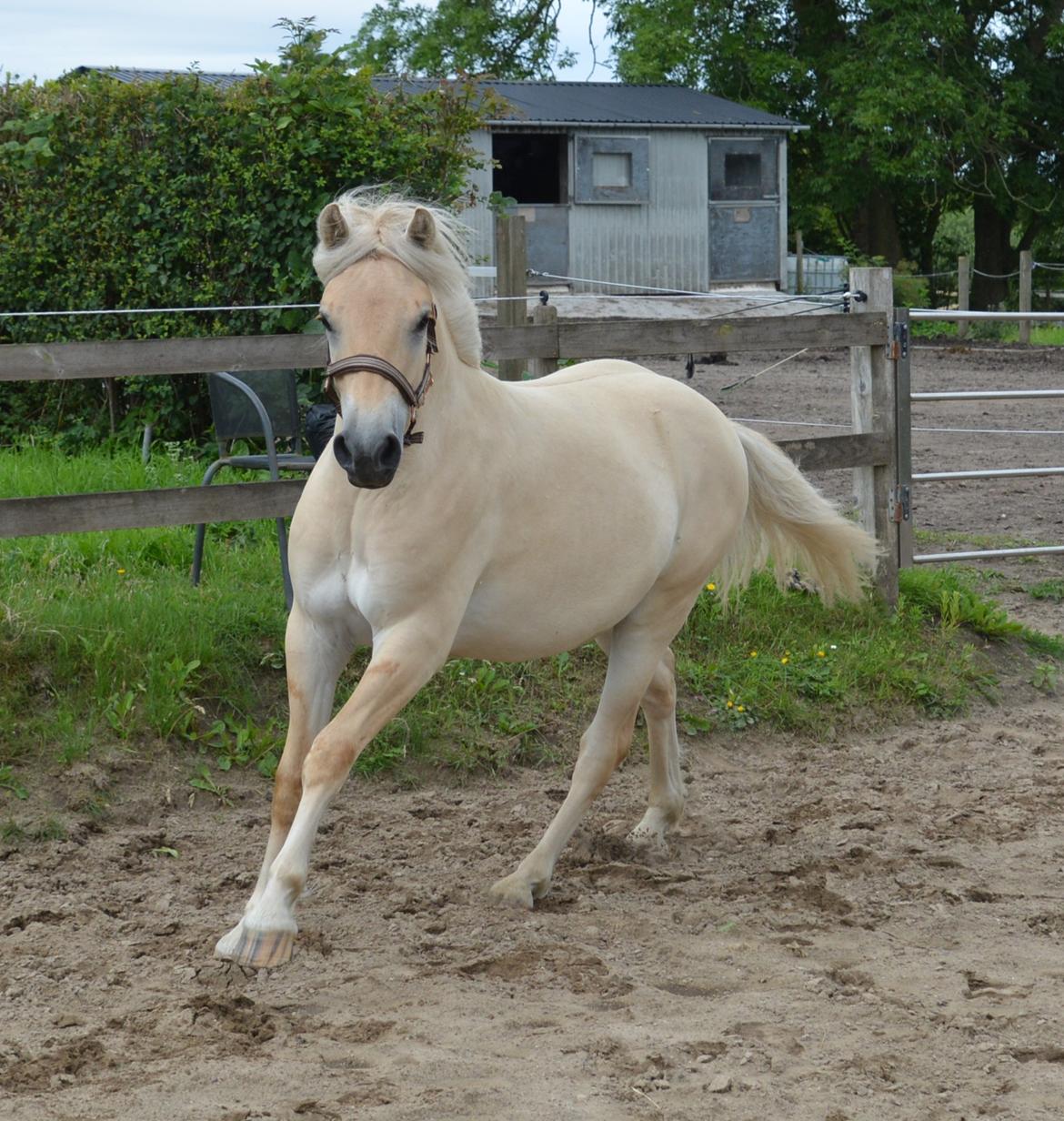 Fjordhest Ellegaards Trofæ billede 4