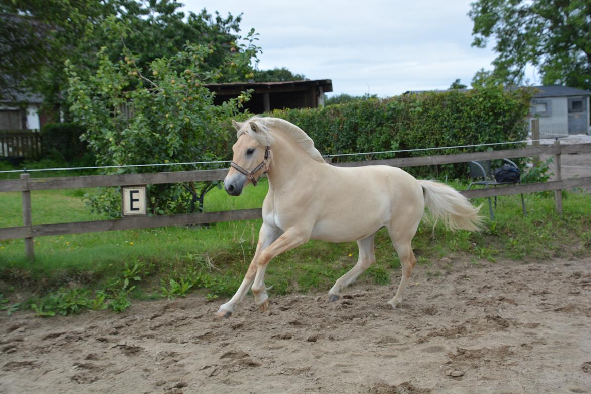 Fjordhest Ellegaards Trofæ billede 6