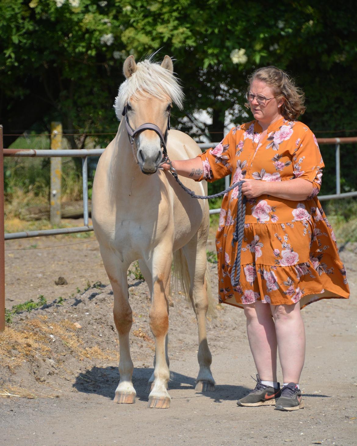 Fjordhest Ellegaards Trofæ billede 8