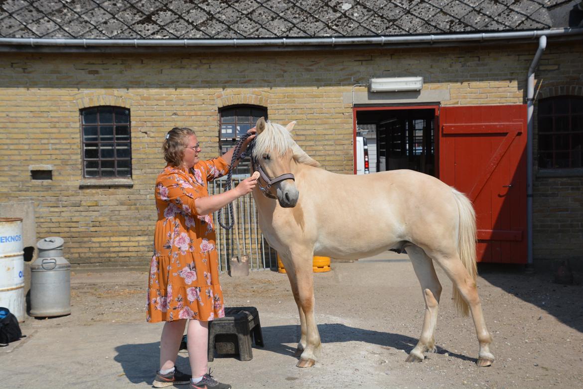 Fjordhest Ellegaards Trofæ billede 7