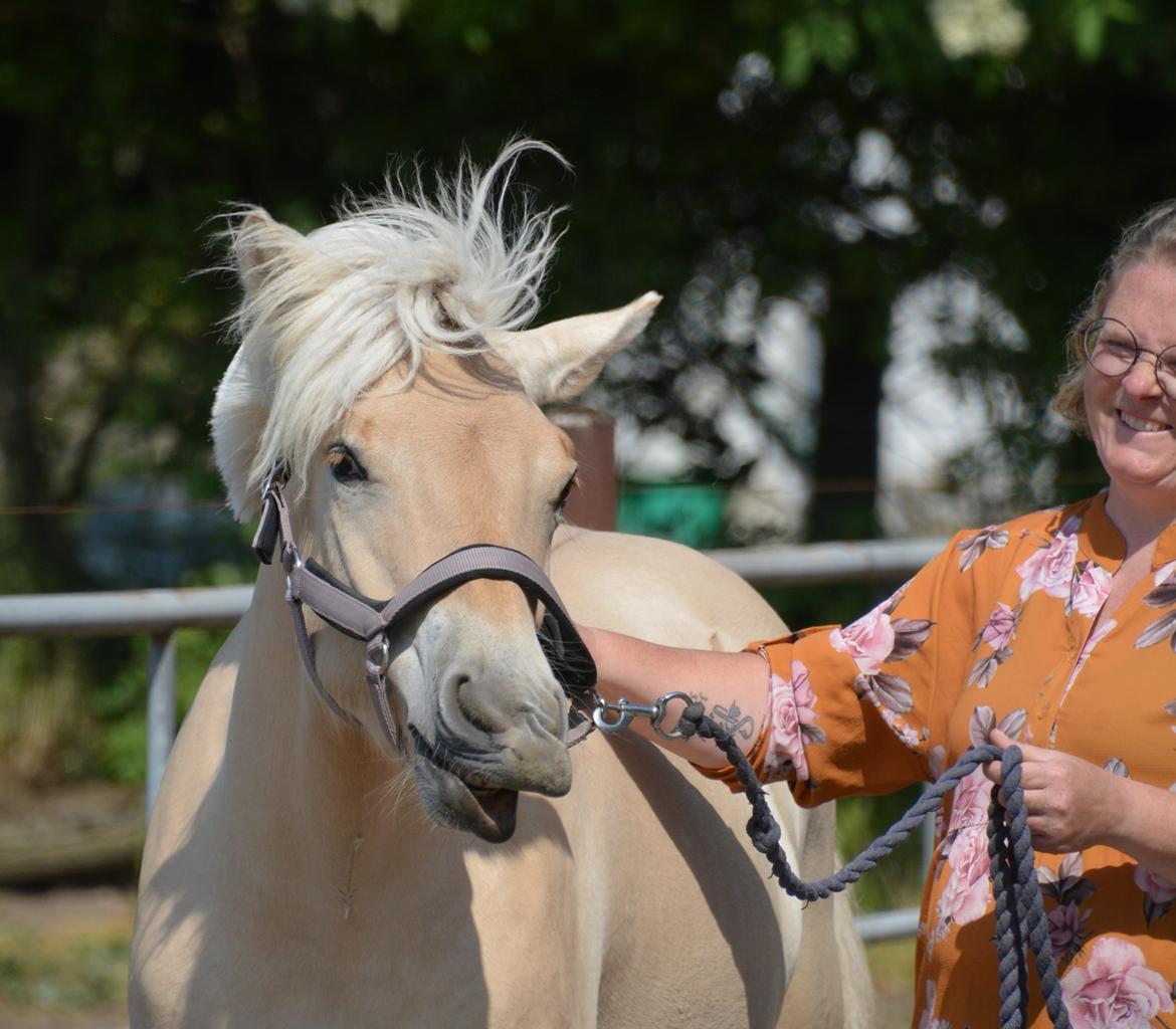 Fjordhest Ellegaards Trofæ billede 9