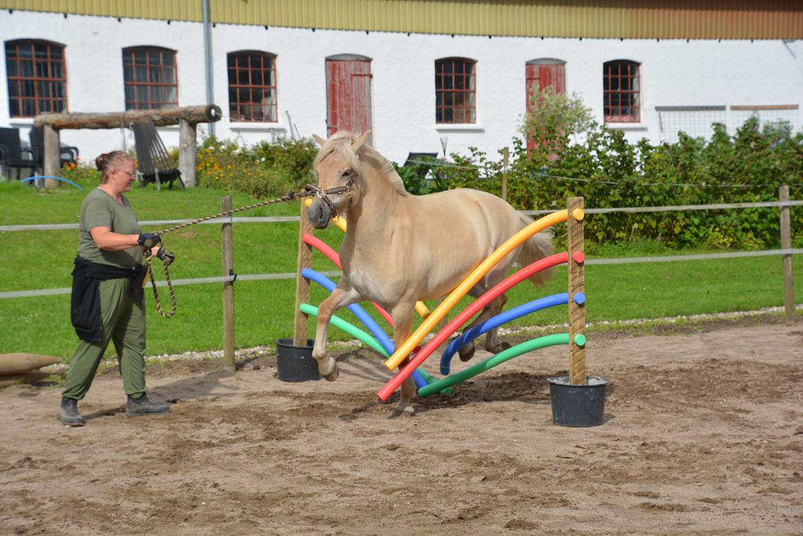Fjordhest Ellegaards Trofæ billede 10