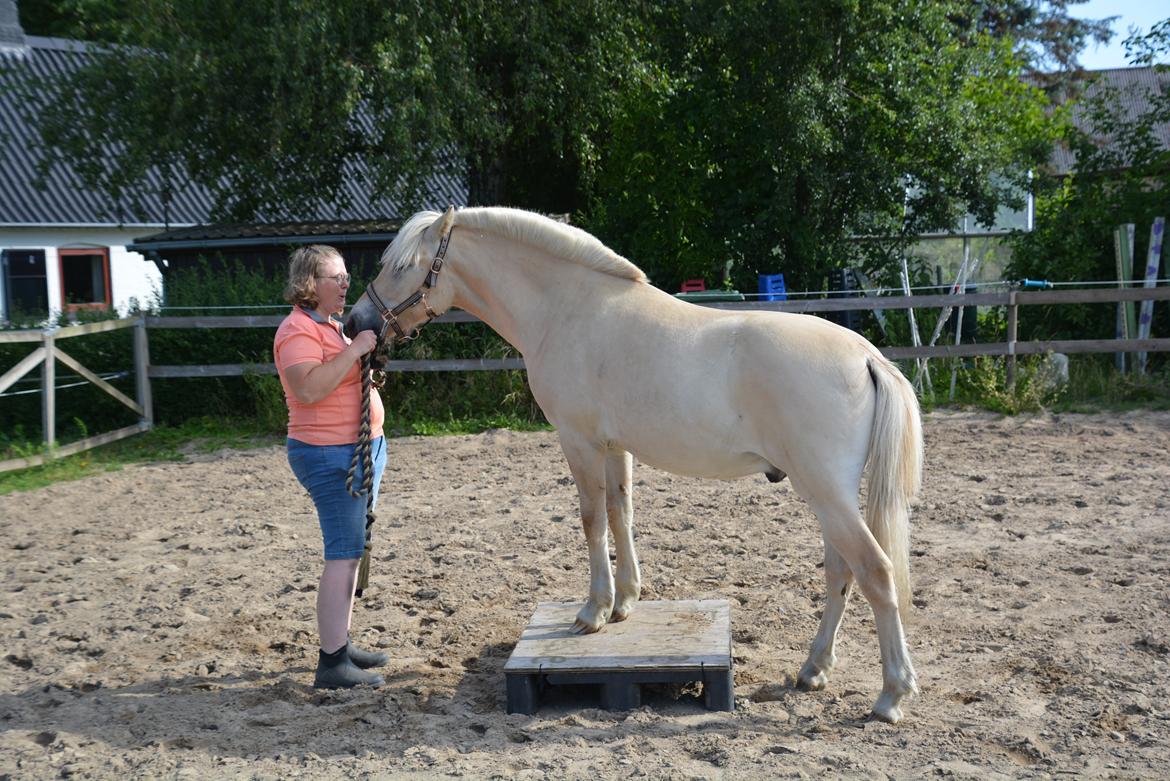 Fjordhest Ellegaards Trofæ billede 11